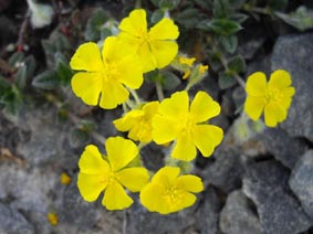 Helianthemum alpestre